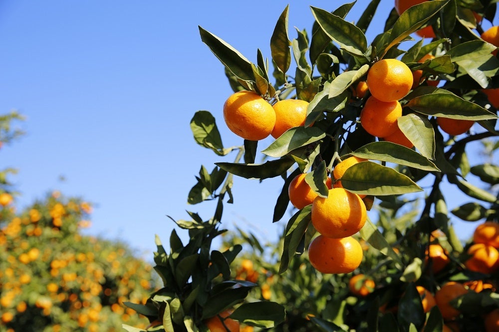早いものは9月中旬ごろから実がなり、1月末ごろまでが収穫時期となっている