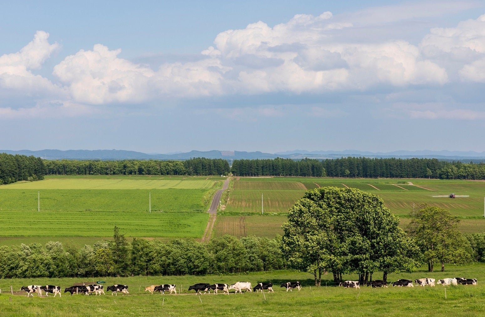 動物が“本来あるべき姿”で暮らしているしんむら牧場の放牧牛