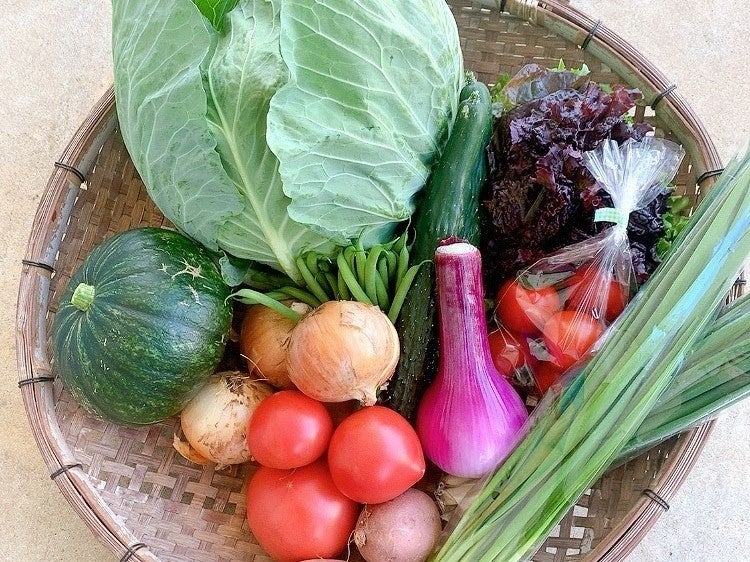 椿の天然肥料と島周辺の海水を使って作る「椿やさい」