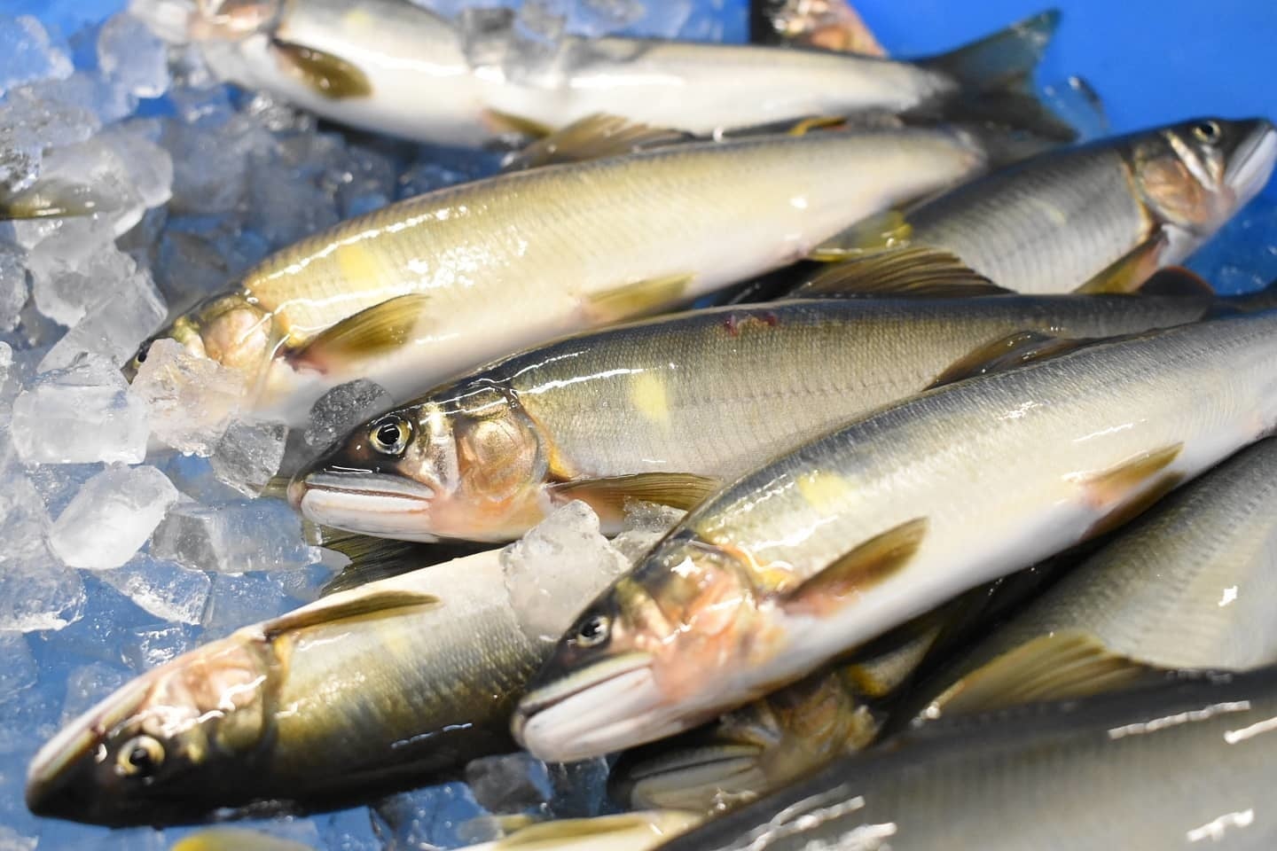 高知県四万十川の希少な天然鮎
