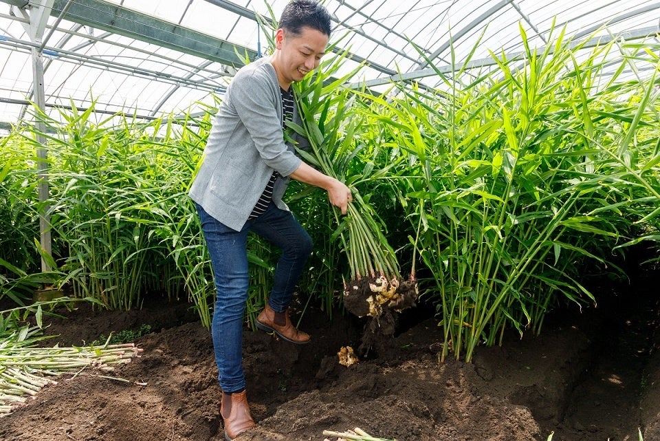 「松本農園」では新ショウガの収穫を体験