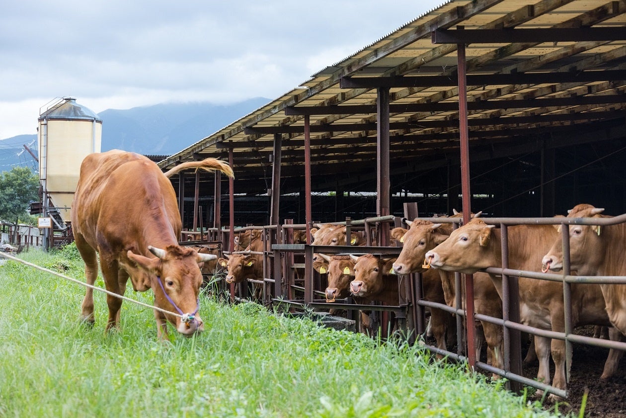 雄大な阿蘇の草原で育つ「くまもとあか牛」