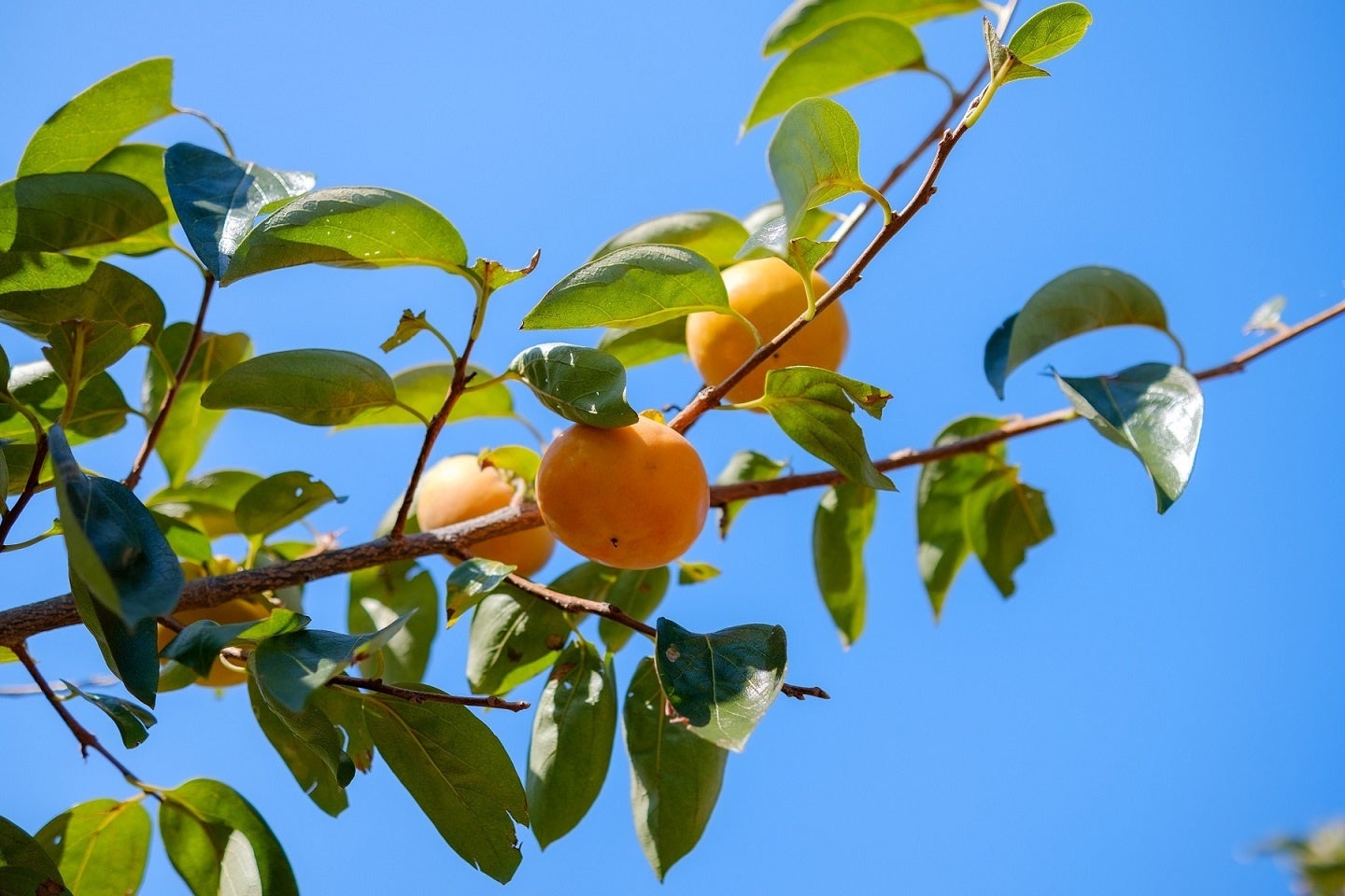 今回のデザートのメインとなる柿之屋の「富有柿」