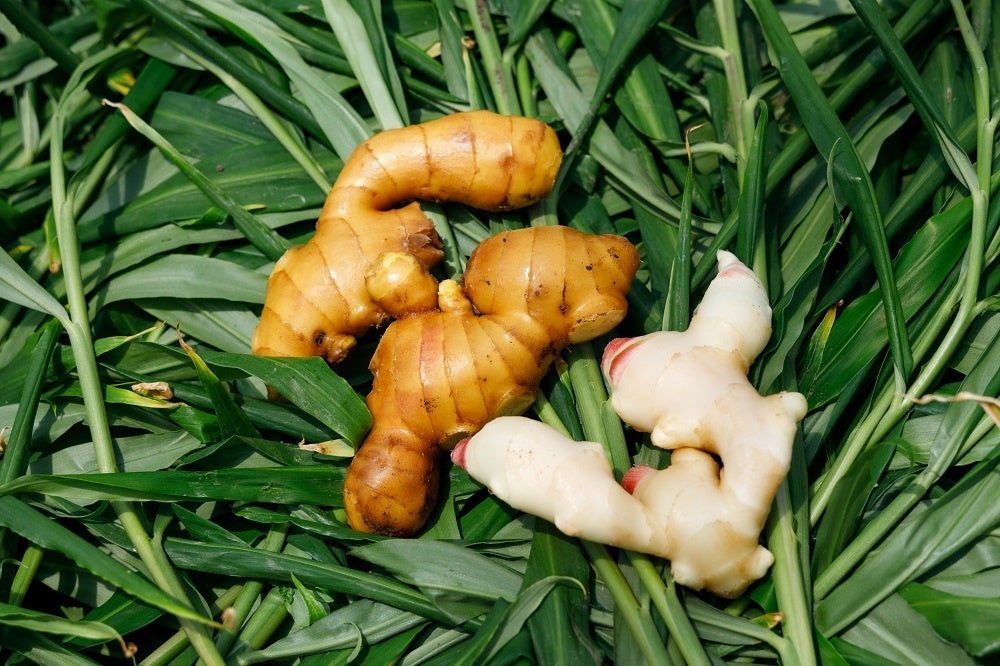 長崎県・島原市の「松本農園」が手掛ける島原百年生姜(左)と新生姜(右)
