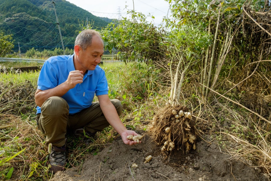 菊芋の成長を確認する「ふく福ふぁーむ」の福田浩一さん