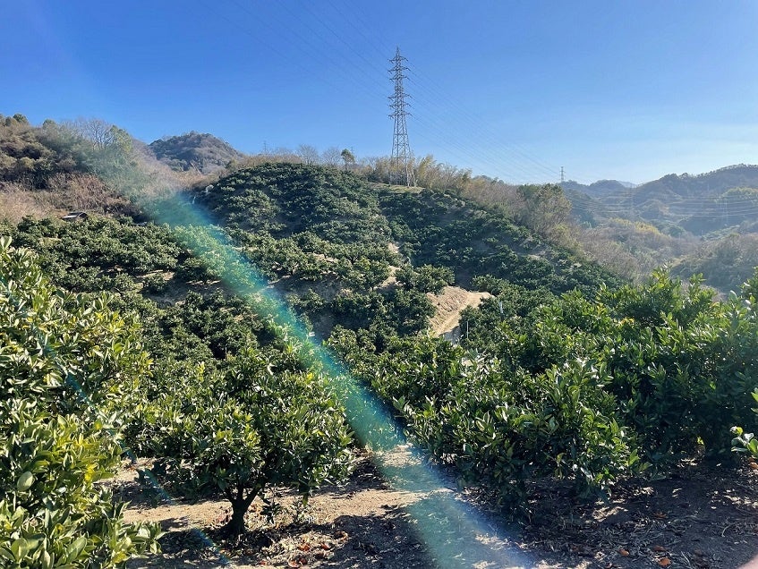 松山市のみかん農園「石丸農園」
