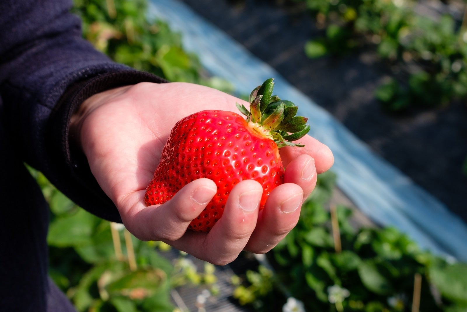 ひらまつレストラン】世界で一つだけのオリジナルブランドいちご「みつ