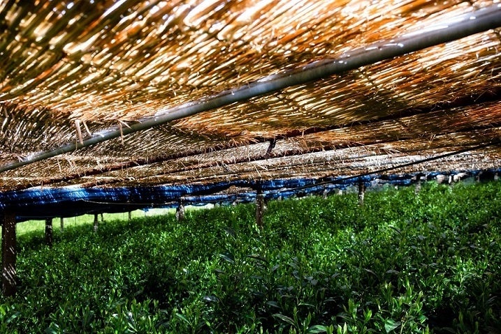 収穫直前の八女玉露を栽培するむしろを張った茶畑