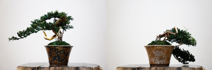 枯れない盆栽“RE BONSAI™️”が沖縄初上陸!ハンズ宜野湾コンベンション