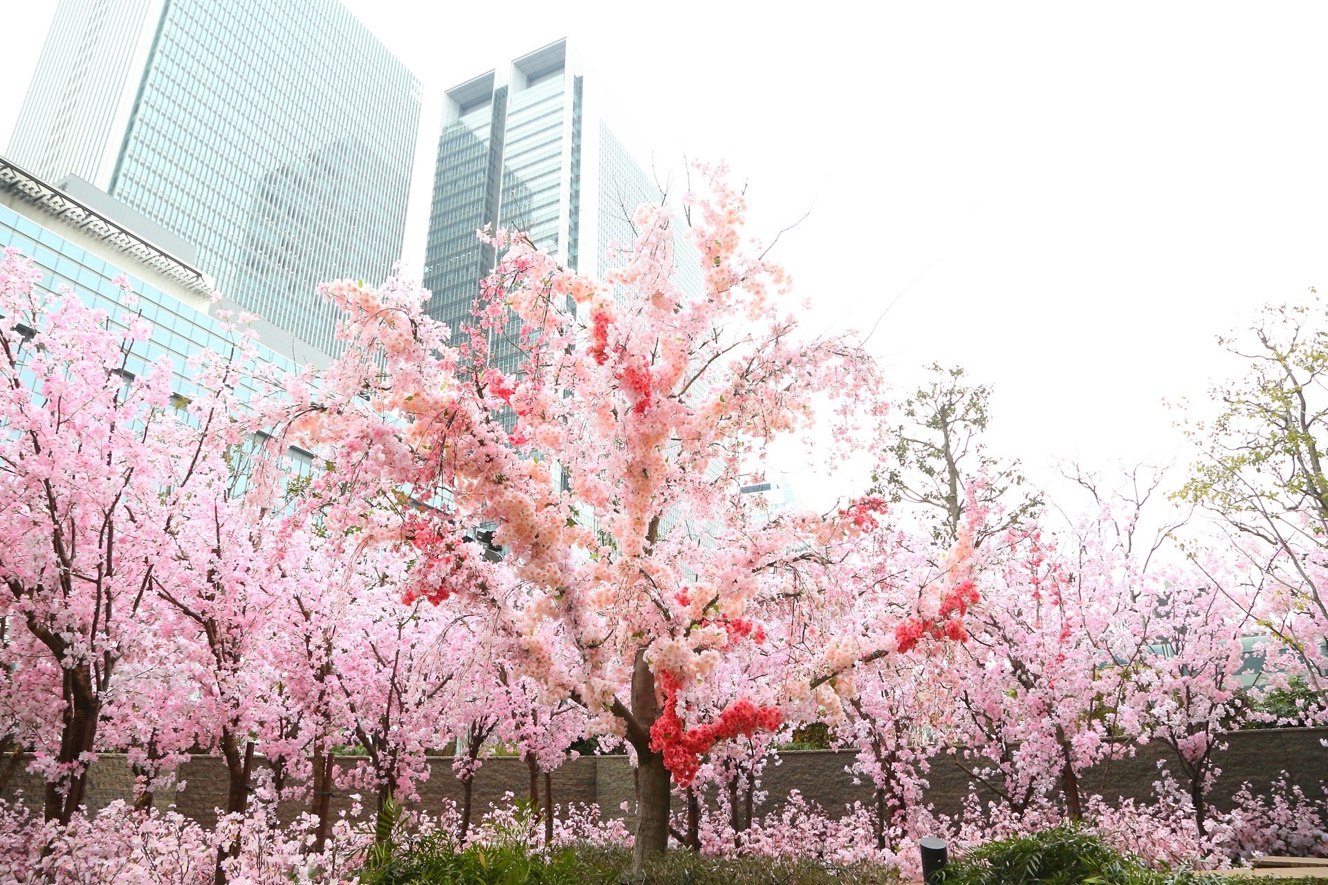 サクラスカイガーデン