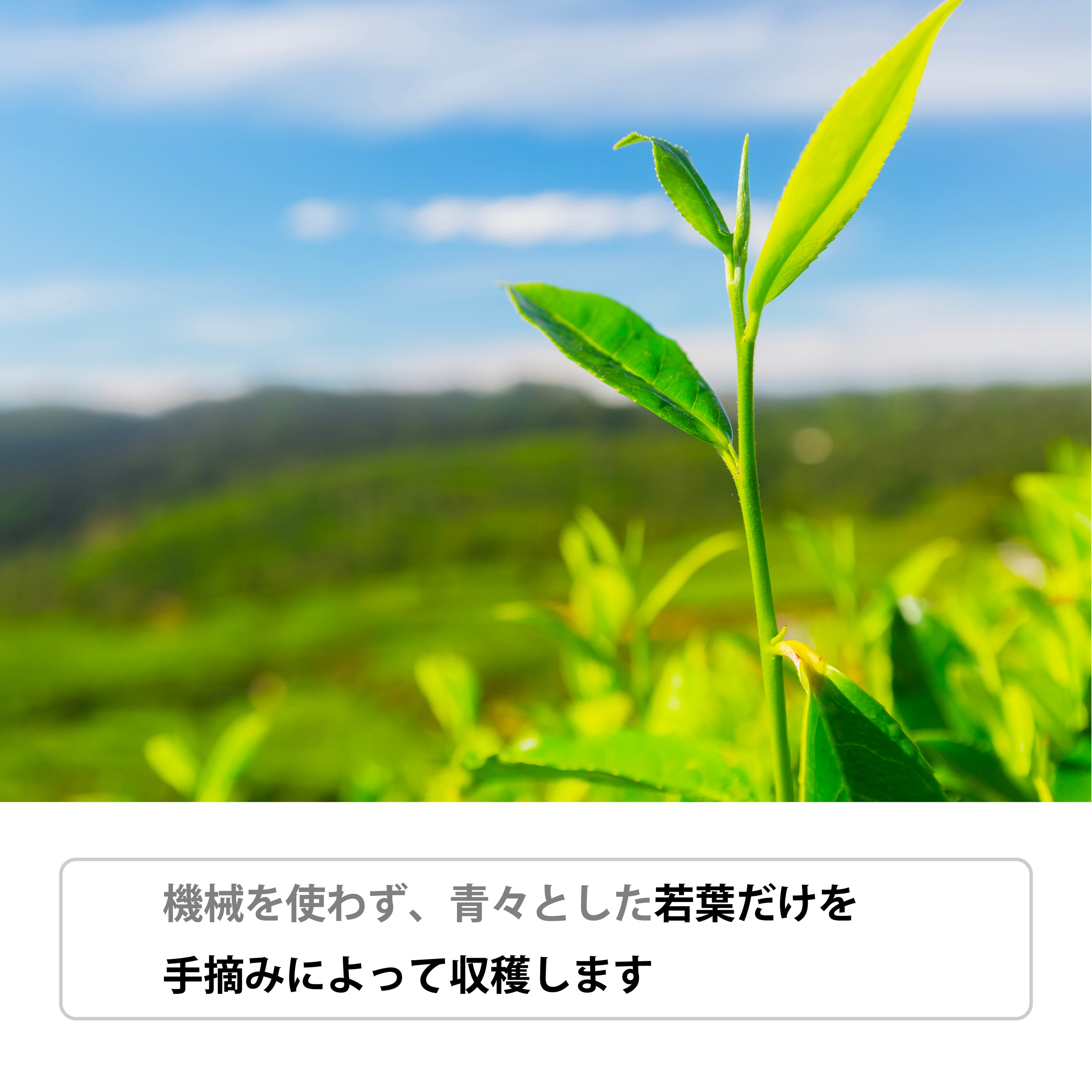 モンテヨガティーは高品質な手摘みのピュアセイロンを使用