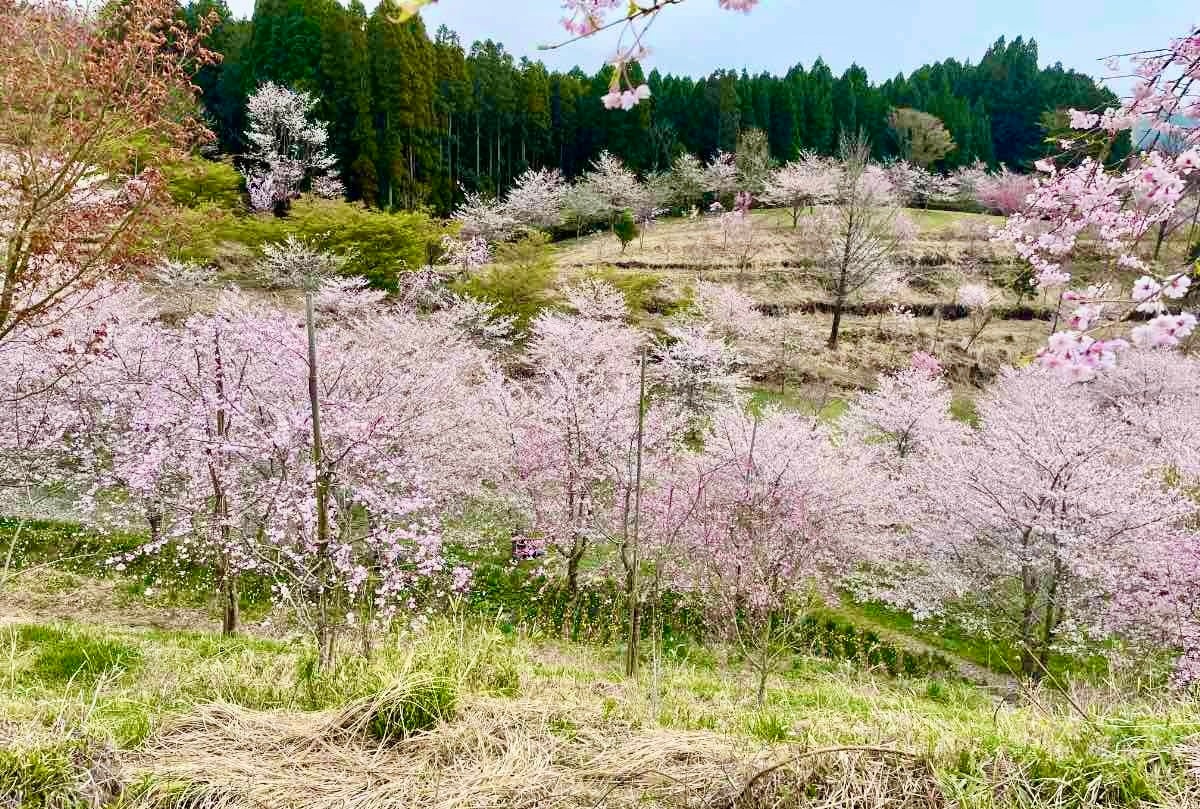 大分県竹田市の秘境の地に桜の新名所 長湯温泉しだれ桜の里 まもなく見ごろ 有限会社 桜花の里のプレスリリース 大分県竹田市の秘境の地に桜の新名所 長湯温泉しだれ桜の里 まもなく見ごろ 有限会社 桜花の里のプレスリリース