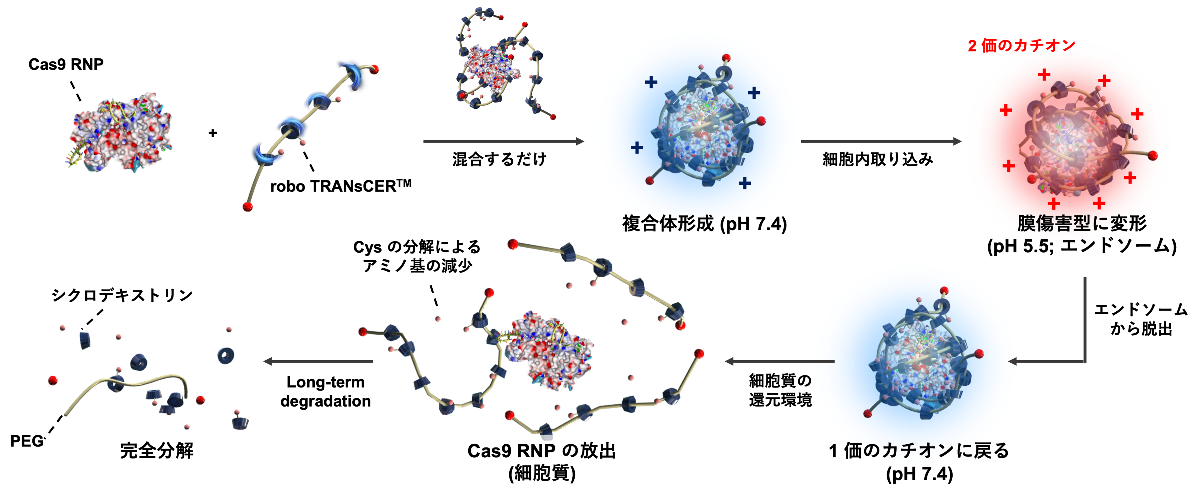 図 2. robo TRANsCER™ の Cas9 RNP 送達機構