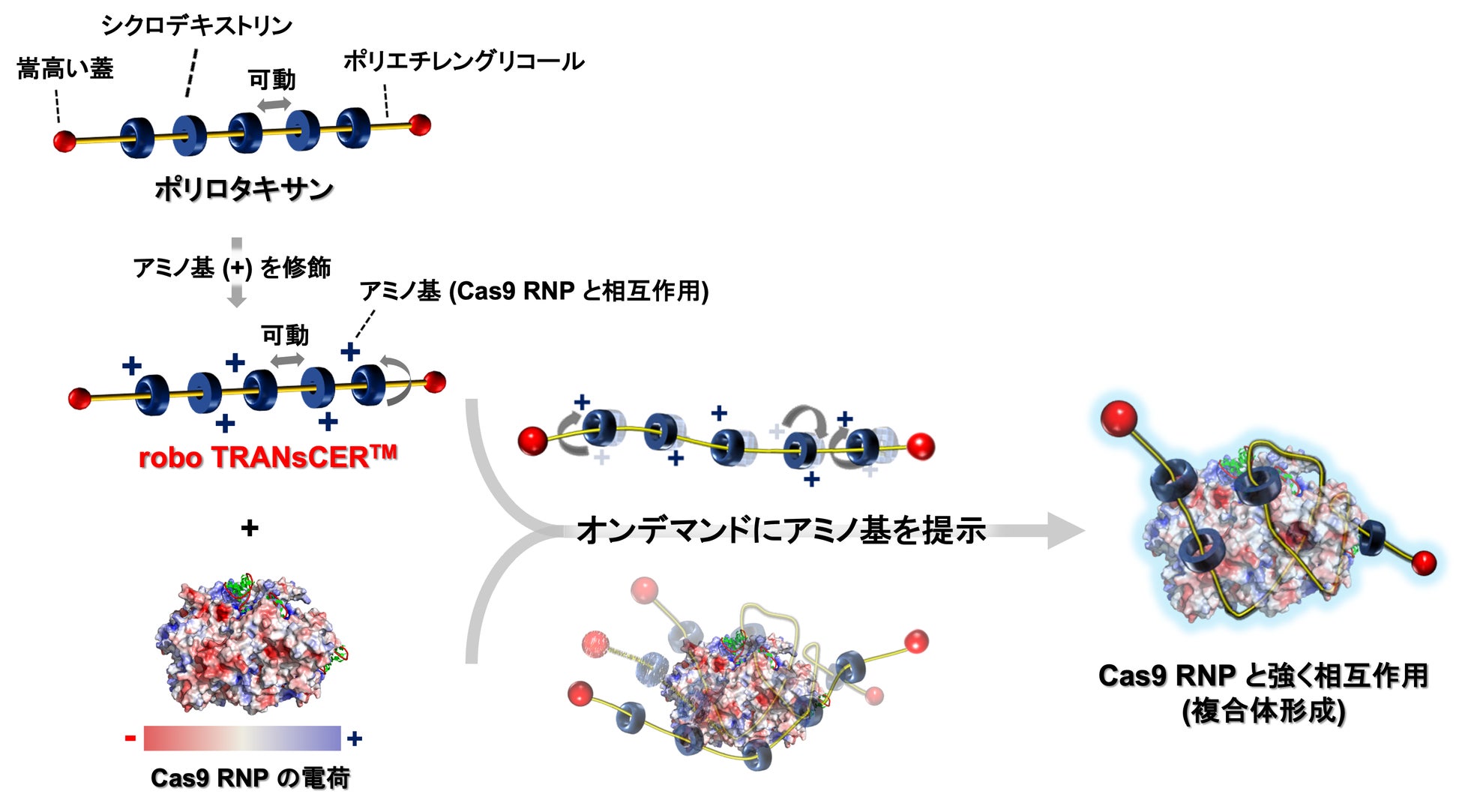 図 1. robo TRANsCER™ が Cas9 RNP と相互作用する様子