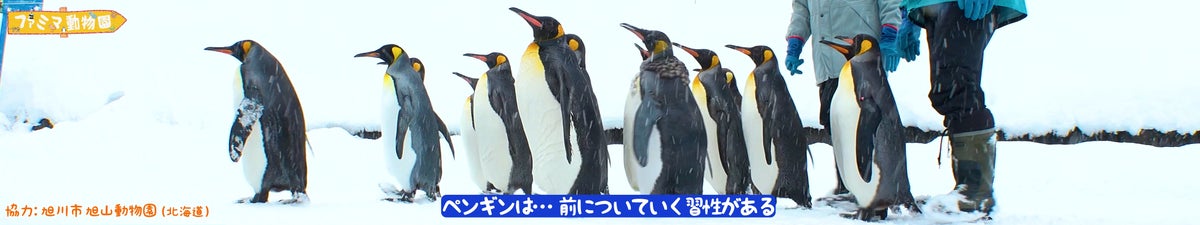 可愛い動物が大集合!新番組「ファミマ動物園」がFamilyMartVisionで配信開始! 可愛い動物が大集合!新番組「ファミマ動物園」がFamilyMartVisionで配信開始!