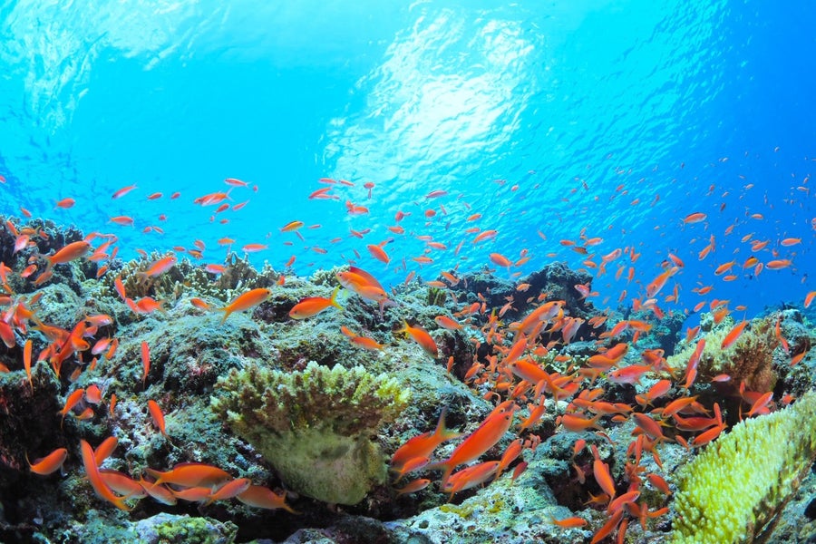 宮古島のサンゴ礁とカラフルな魚たち