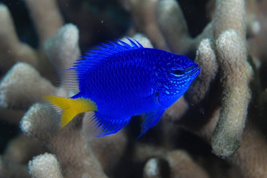 浅瀬から熱帯魚に会えるサンゴの海