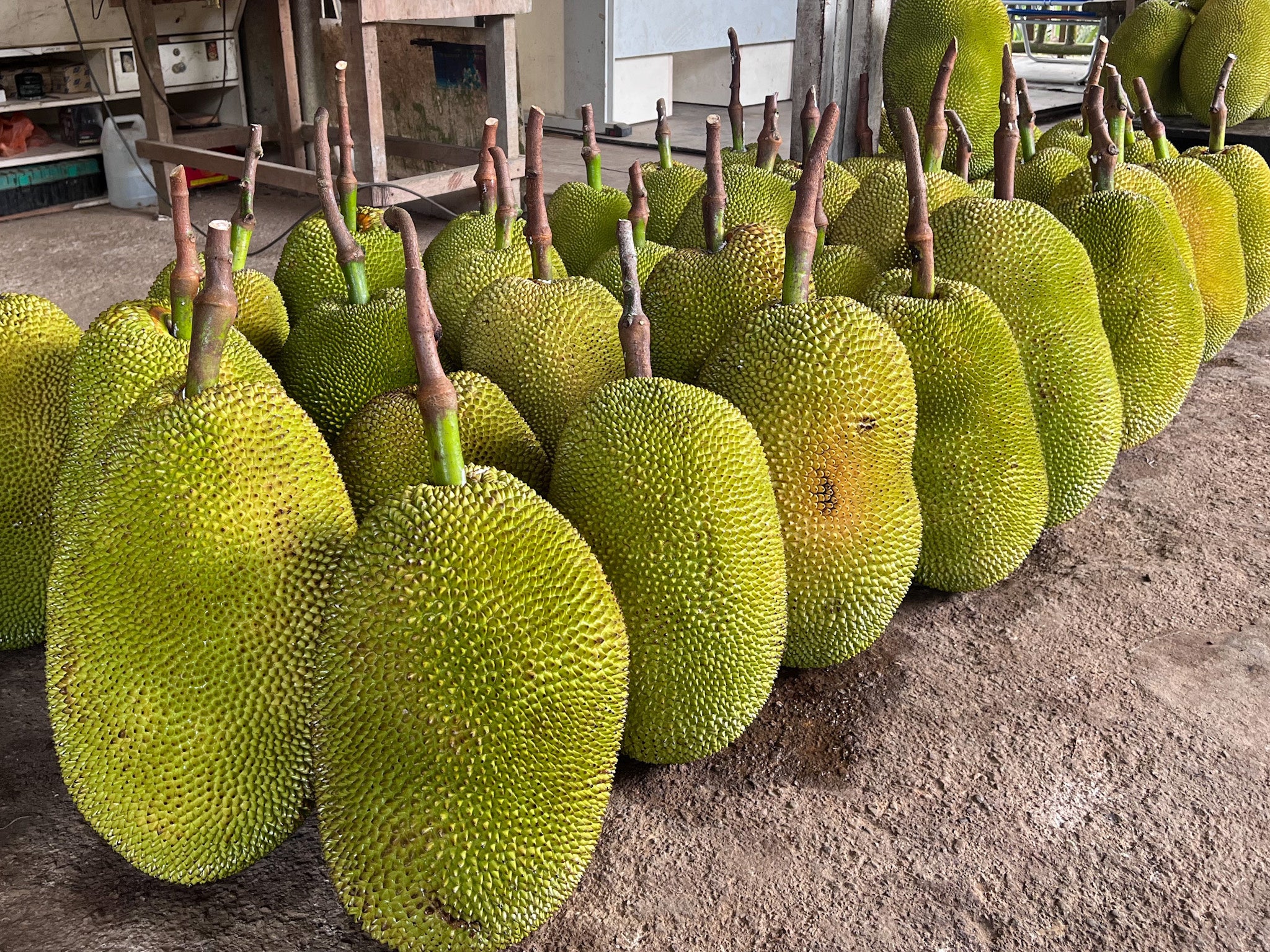 ジャックフルーツ