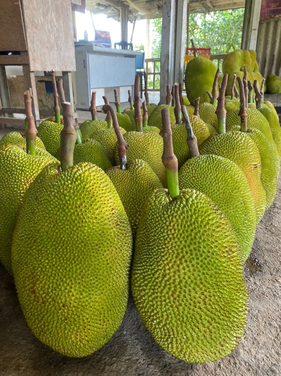 ジャックフルーツ