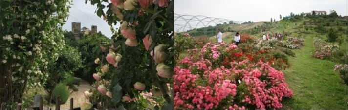 グロッパレッロ城の「バラ博物館」、セッラマッツォーニの「原種バラ庭園・博物館」 ©️ APT Servizi