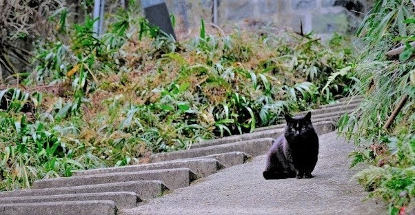 写真はイメージです。