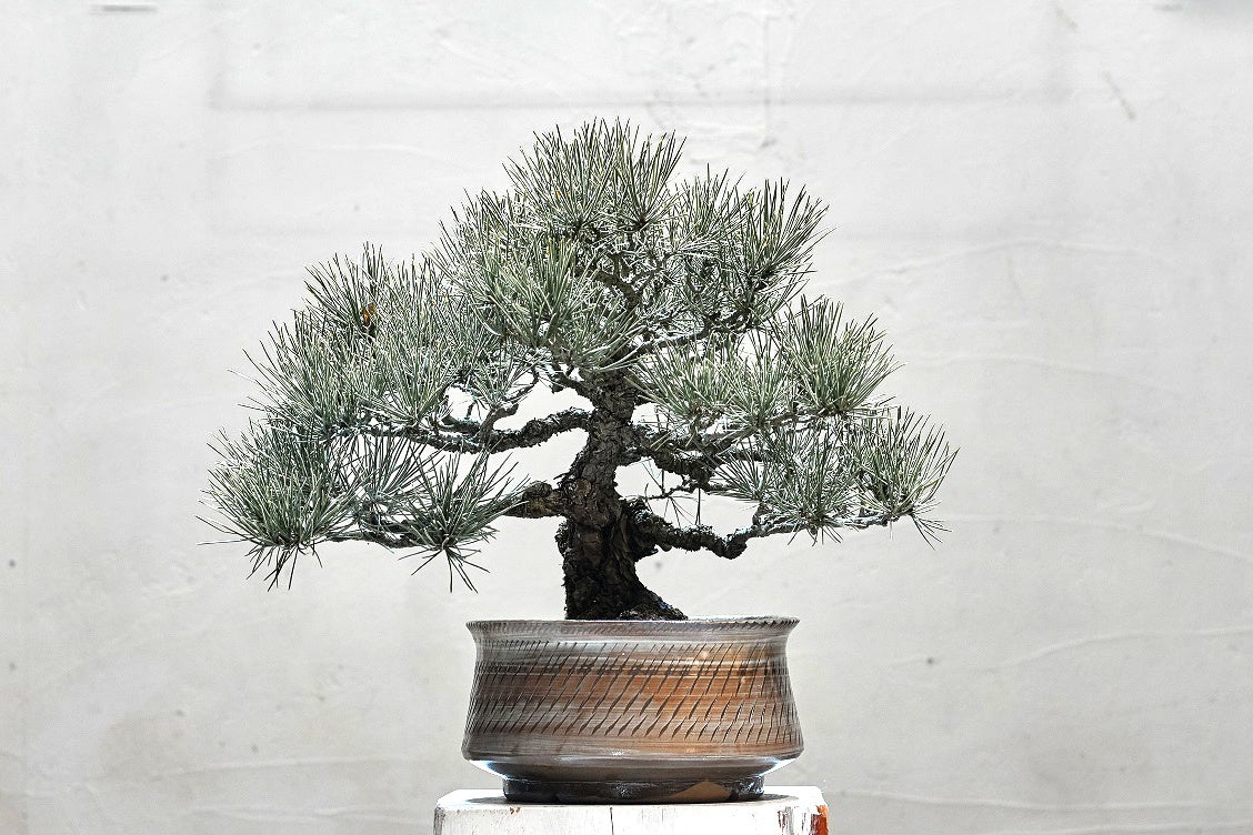 サイズ 大 価格　15,000円(税抜き)