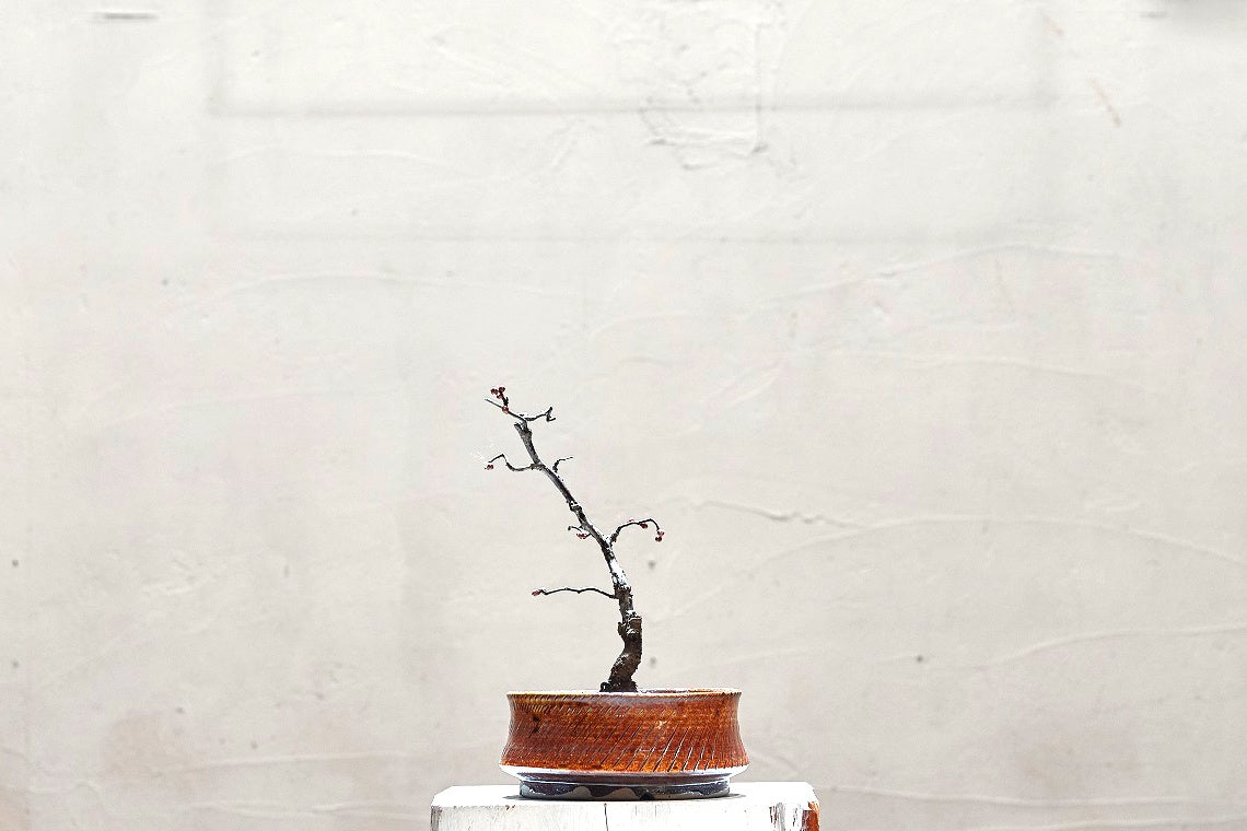 サイズ　中 価格　8,000円(税抜き)