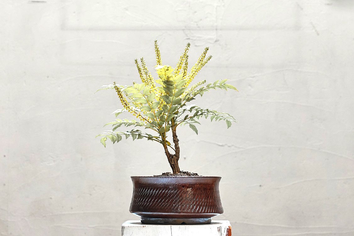 サイズ 大 価格　15,000円(税抜き)