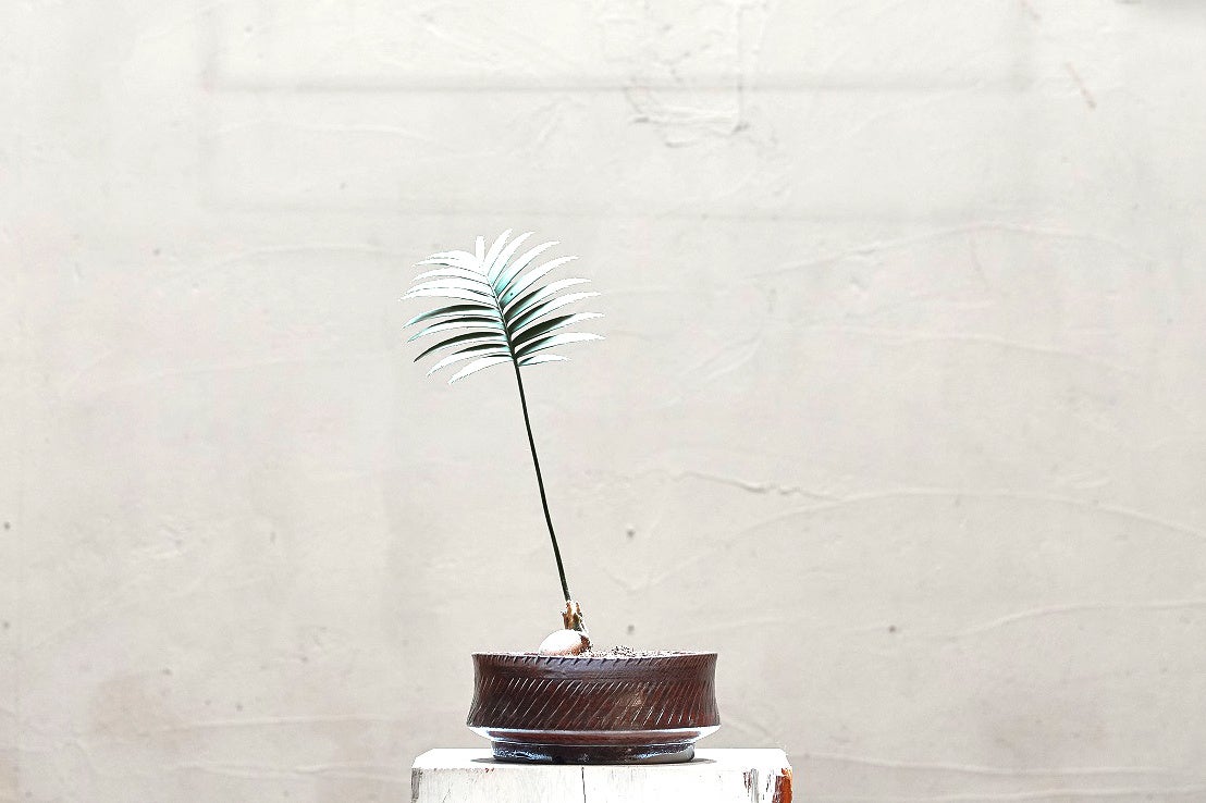 サイズ　中 価格　8,000円(税抜き)