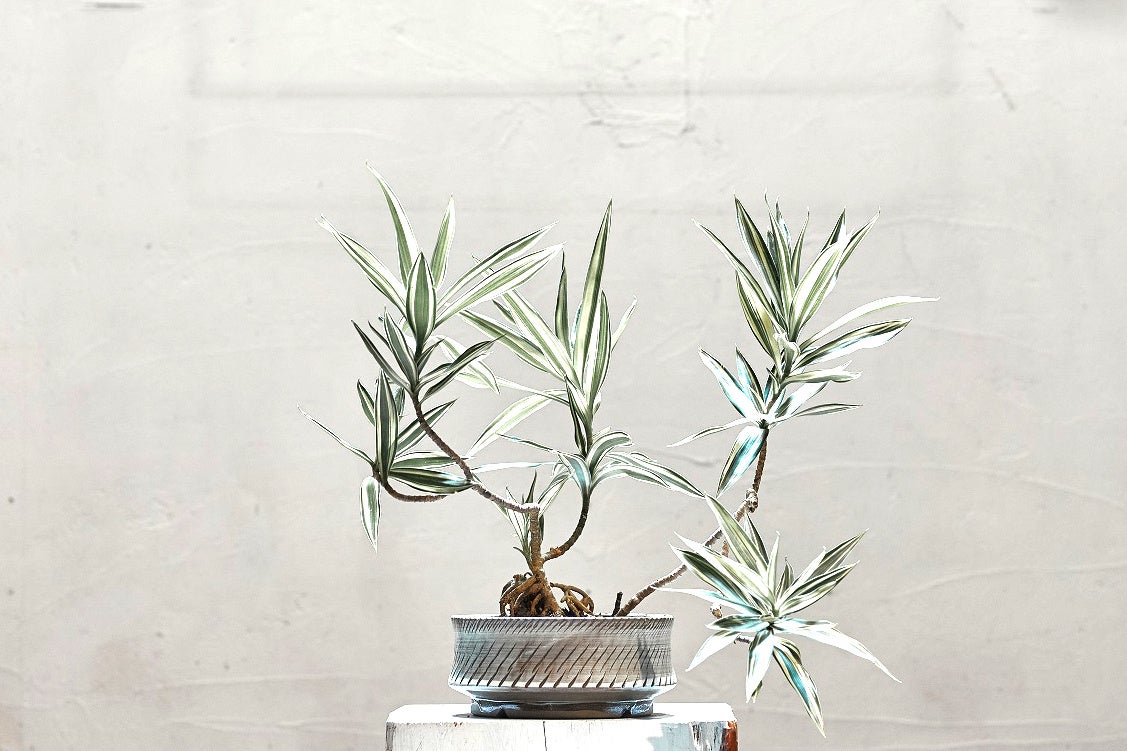 サイズ　中 価格　8,000円(税抜き)