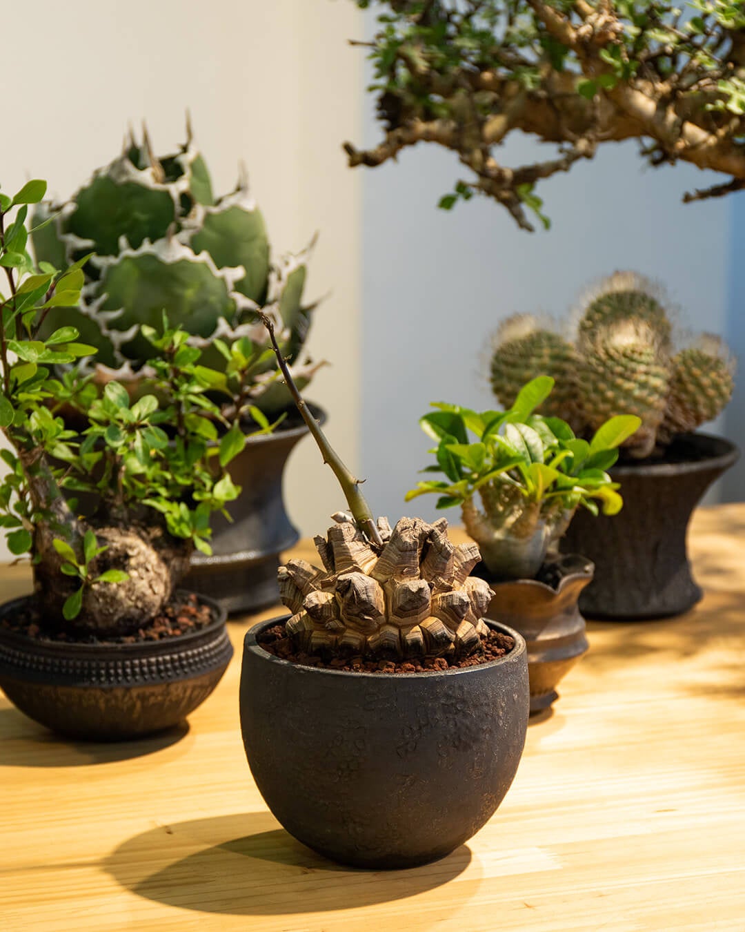 spicy jem スパイシージェム 帝冠 発根済み 植物 サボテン 多肉植物 spicy jem スパイシージェム 帝冠 発根済み 植物 サボテン 多肉