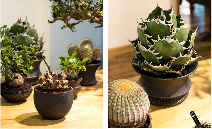 spicy jem スパイシージェム 帝冠 発根済み 植物 サボテン 多肉植物 spicy jem スパイシージェム 帝冠 発根済み 植物 サボテン 多肉植物