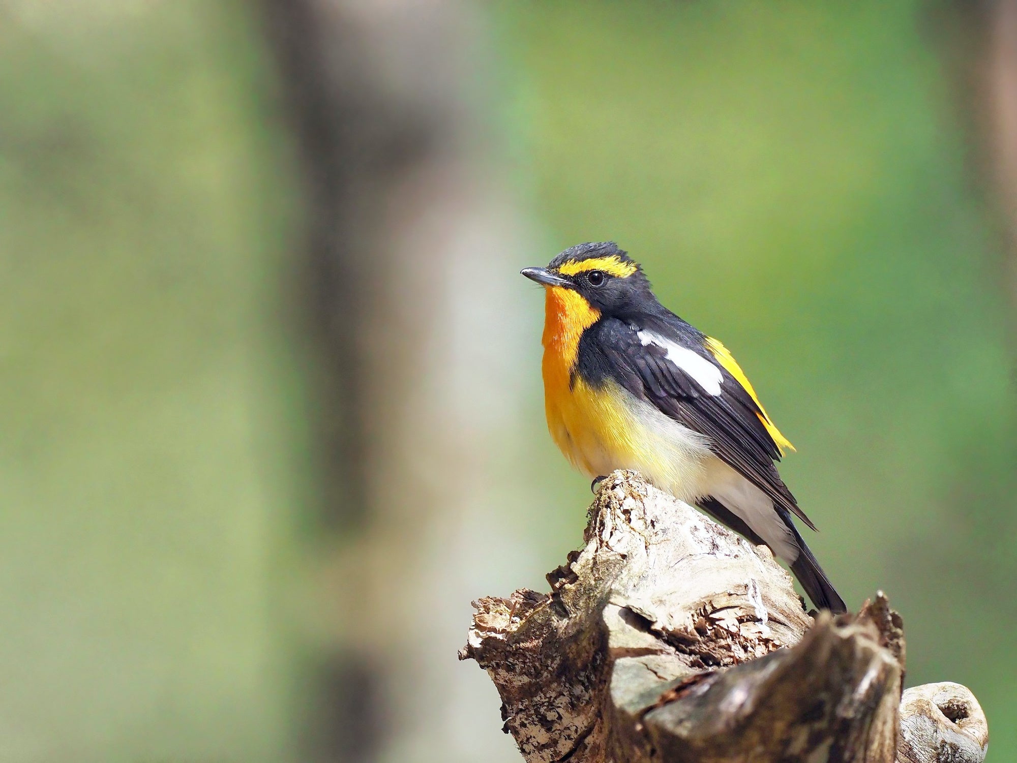 軽井沢エリアやライジングフィールド軽井沢内の森でよく見かける野⿃の鳴き声を解説つきで聴けます。