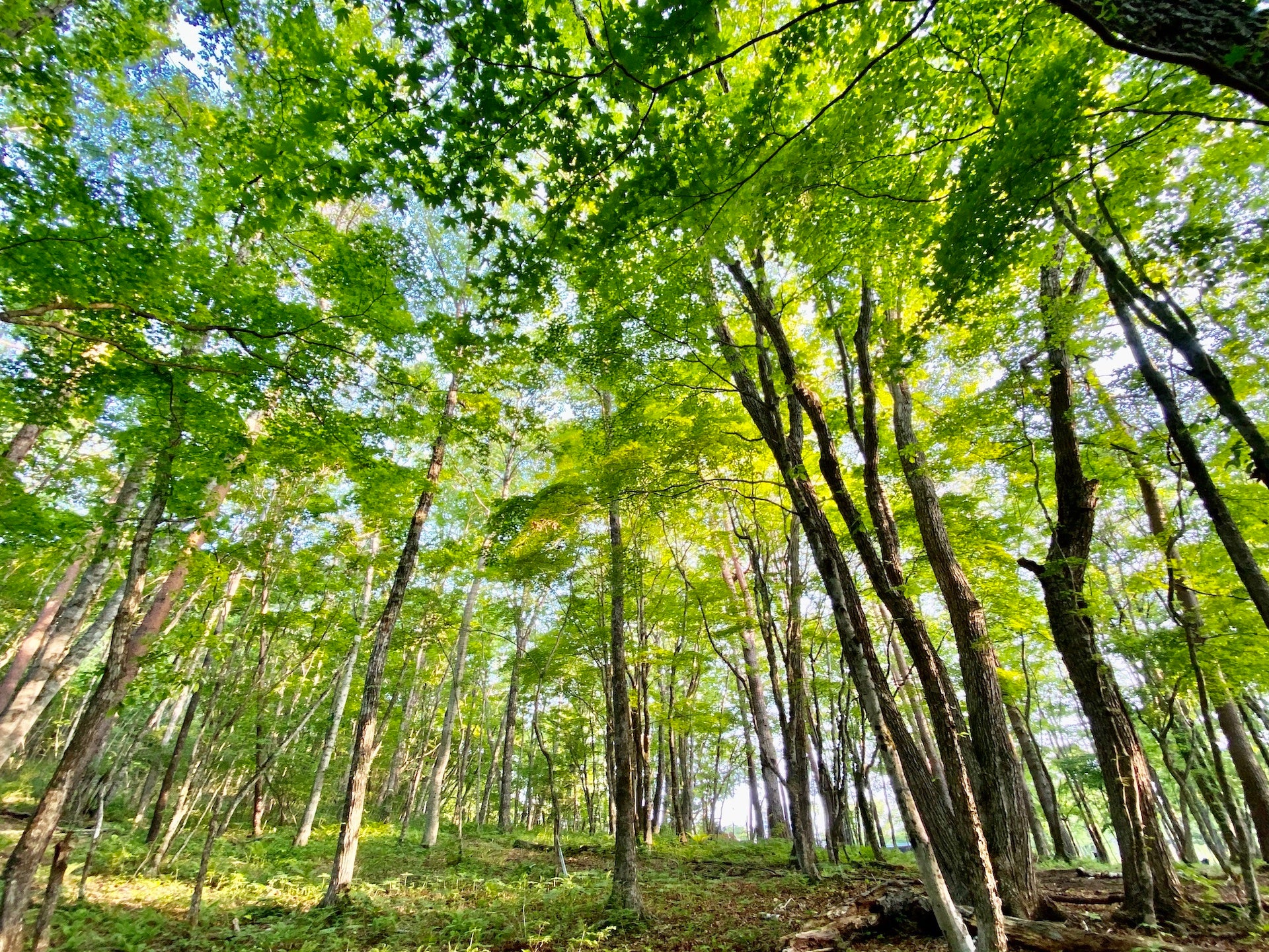 春・夏の軽井沢は野鳥や虫たちの声が賑やか。ライジングフィールド軽井沢にて撮影。
