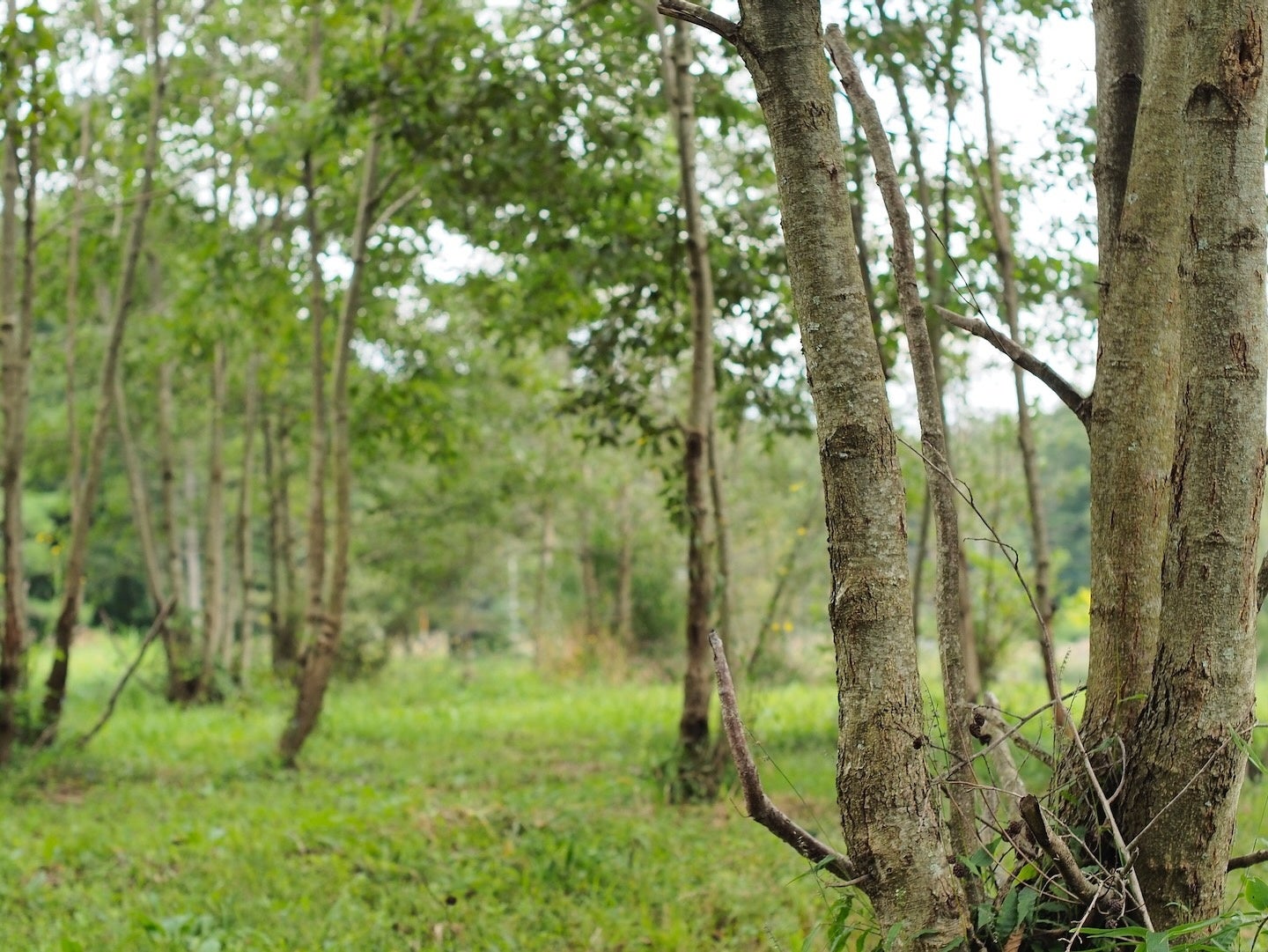 ちょっとした散策にピッタリな雑木林エリア