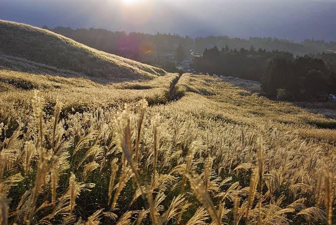 金色に輝く箱根すすき高原