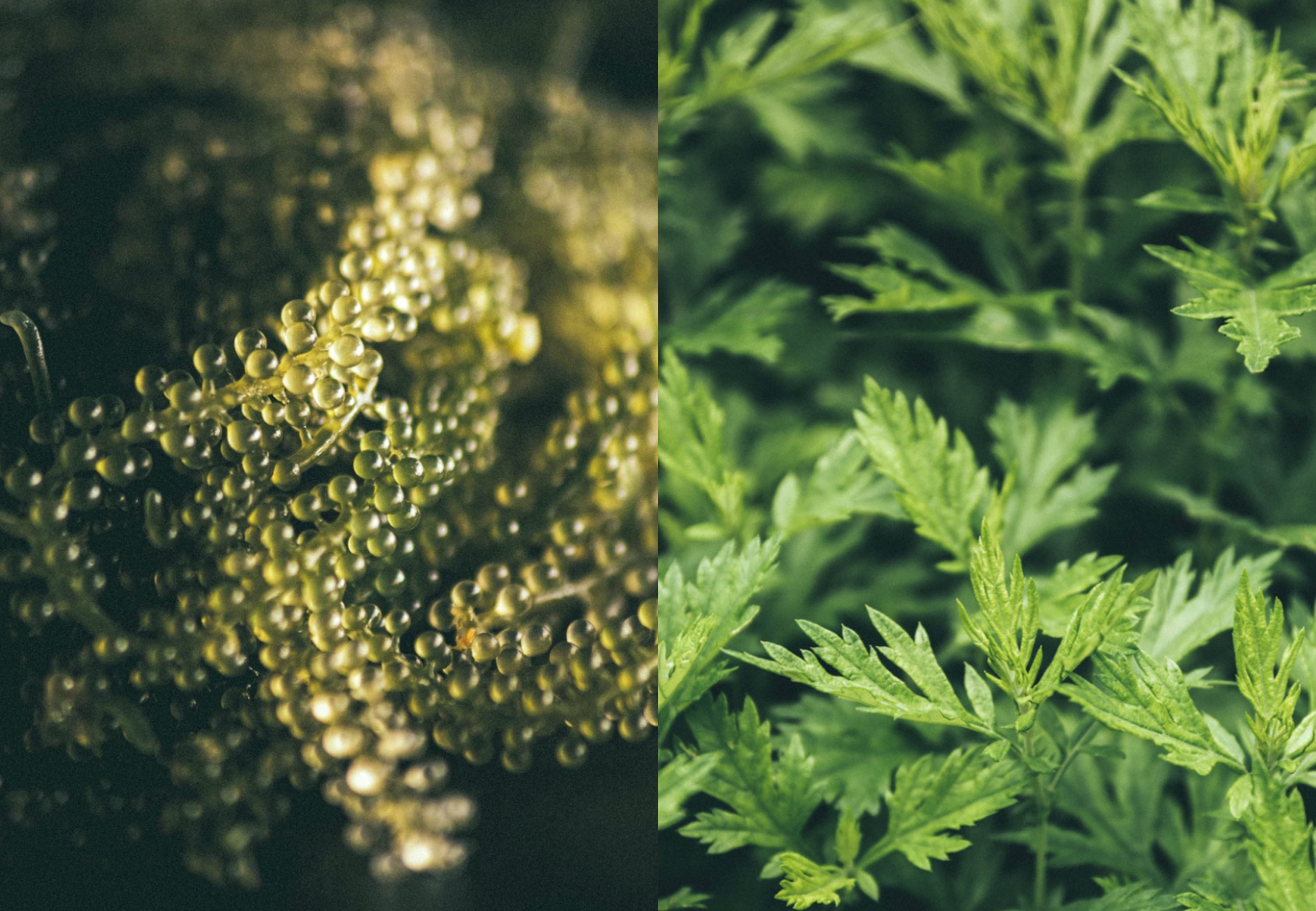 海ぶどう＆ヨモギ