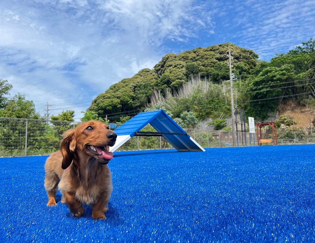 景色に溶け込むインフィニティdog park～夕凪～