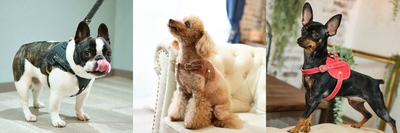 日本初出店 ラグジュアリー本革犬具ブランド Now Fountain For Pets がmemeco横浜店 にて展示 店頭販売をスタート 株式会社イマイのプレスリリース