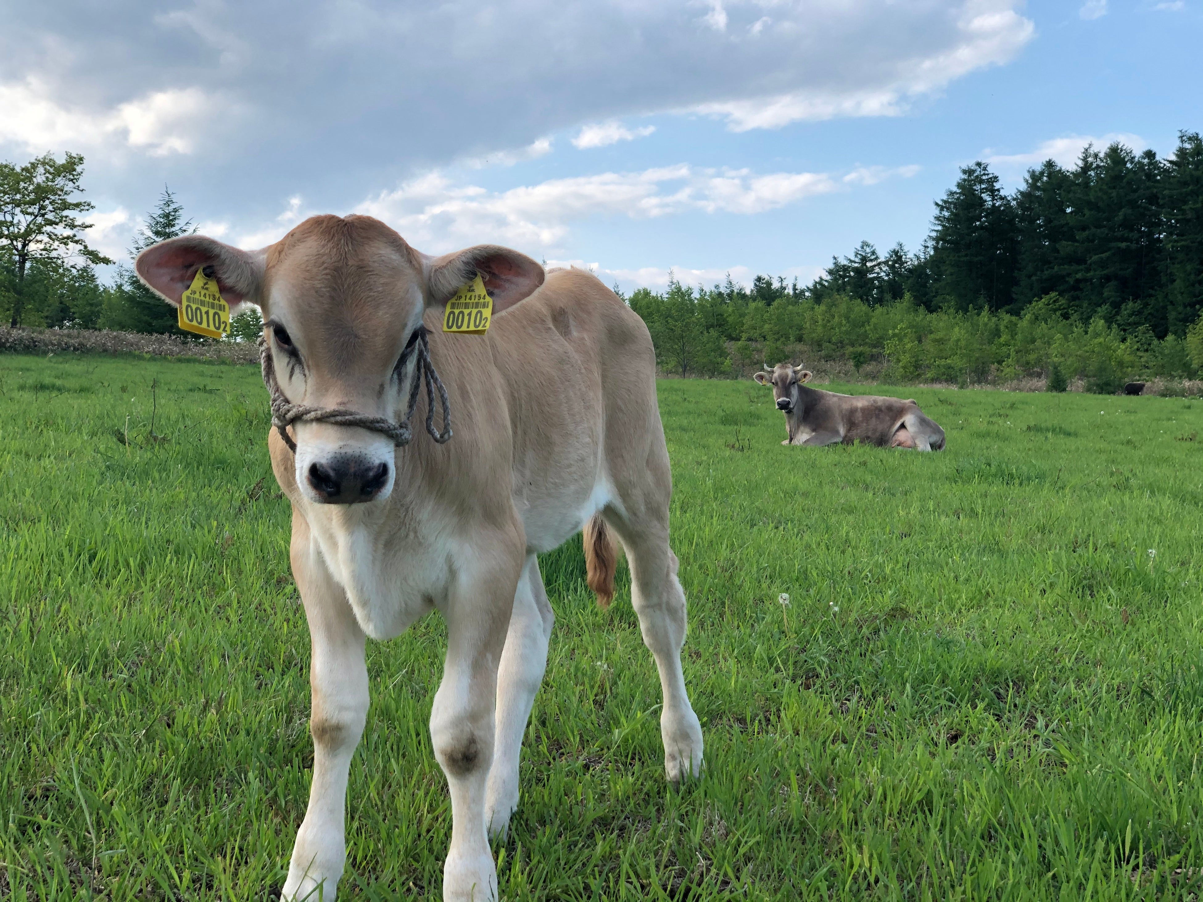 自社運営の有機JAS認証圃場にて。ブラウンスイス牛の乳製品や肉製品などを展開。