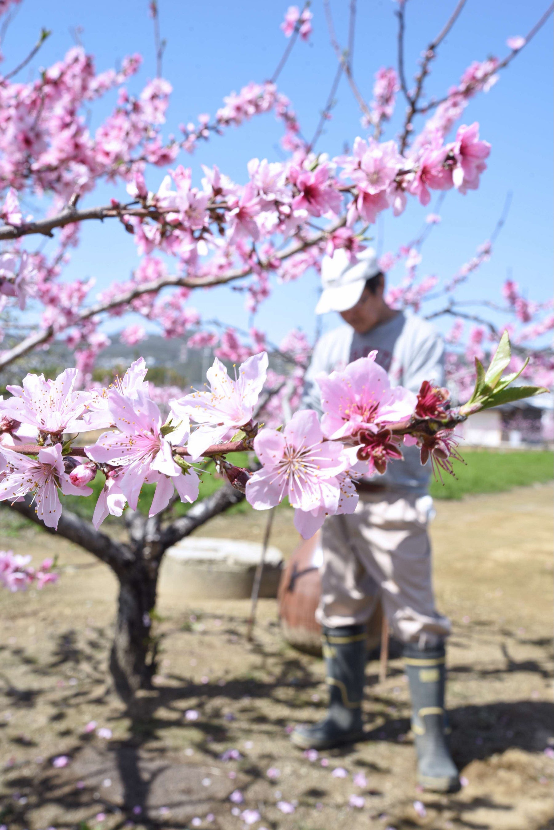 桃の花 98199-110-