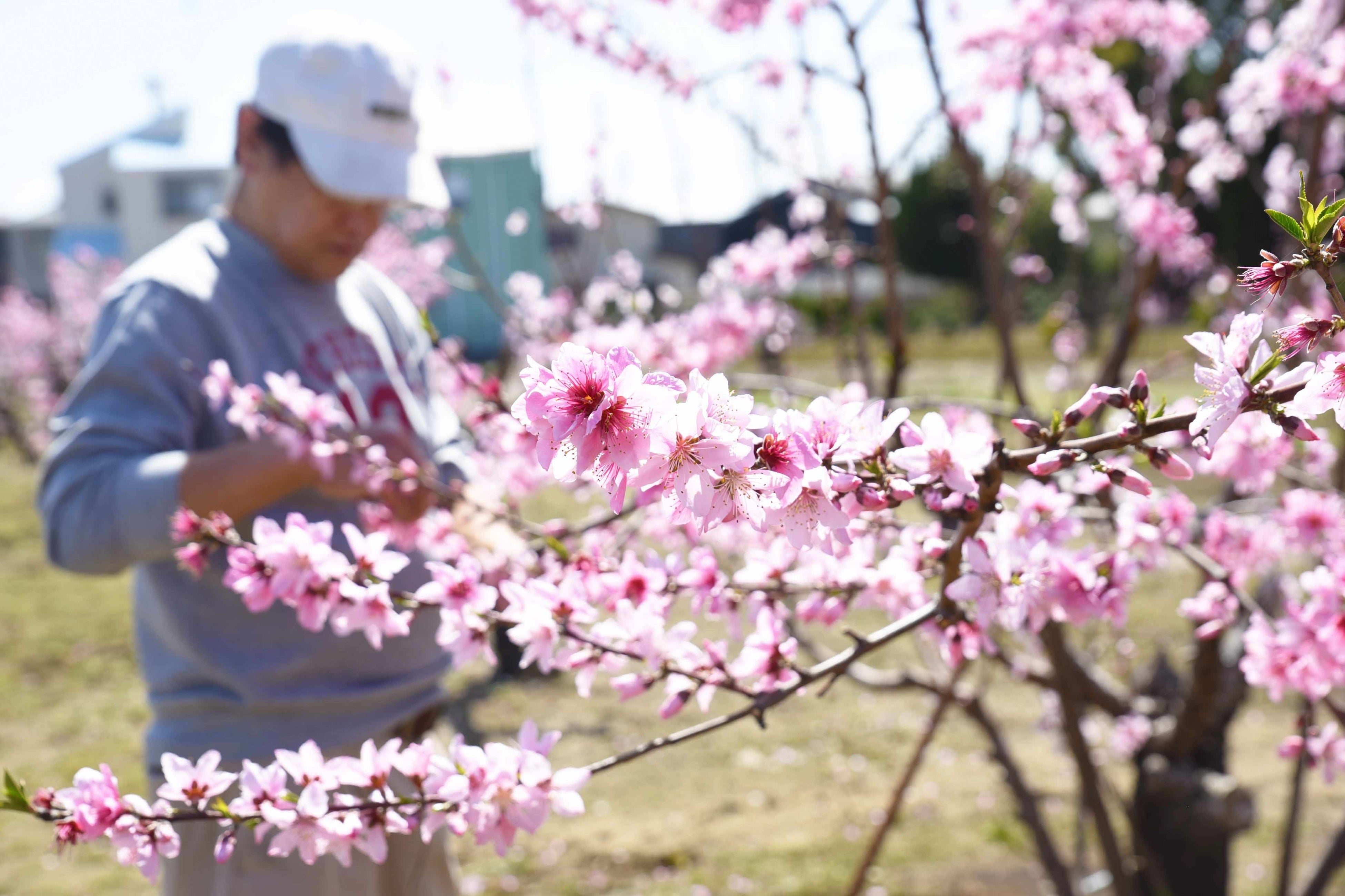 桃の花 やっとお花見ツーリング、 天川村まで行けました🌸 龍泉寺の桜が