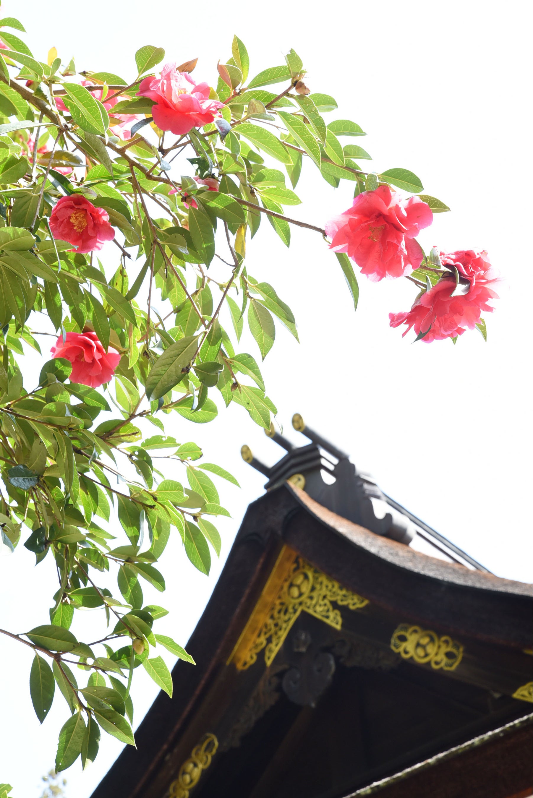 満開を迎えた唐椿