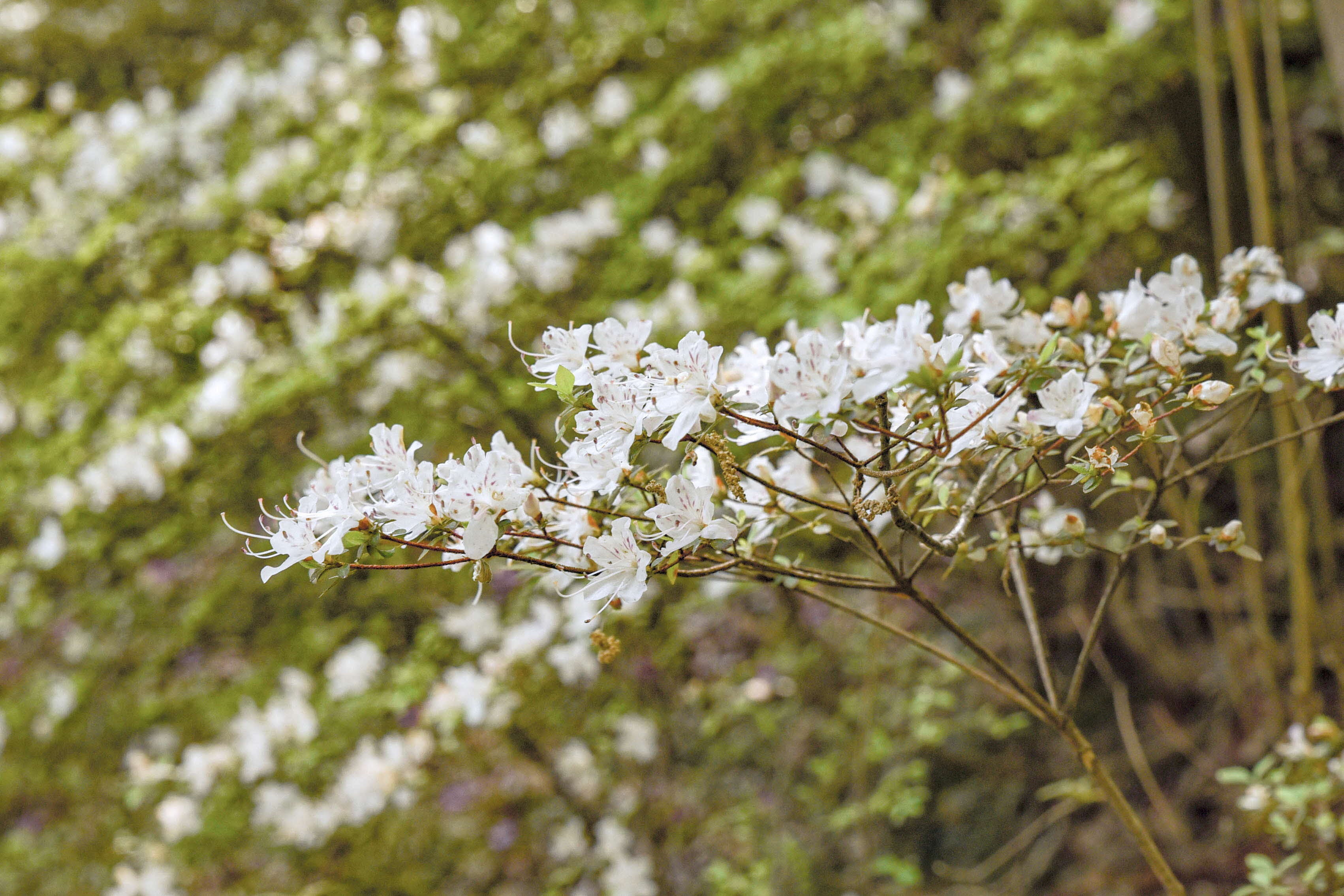 シロバナウンゼンツツジ