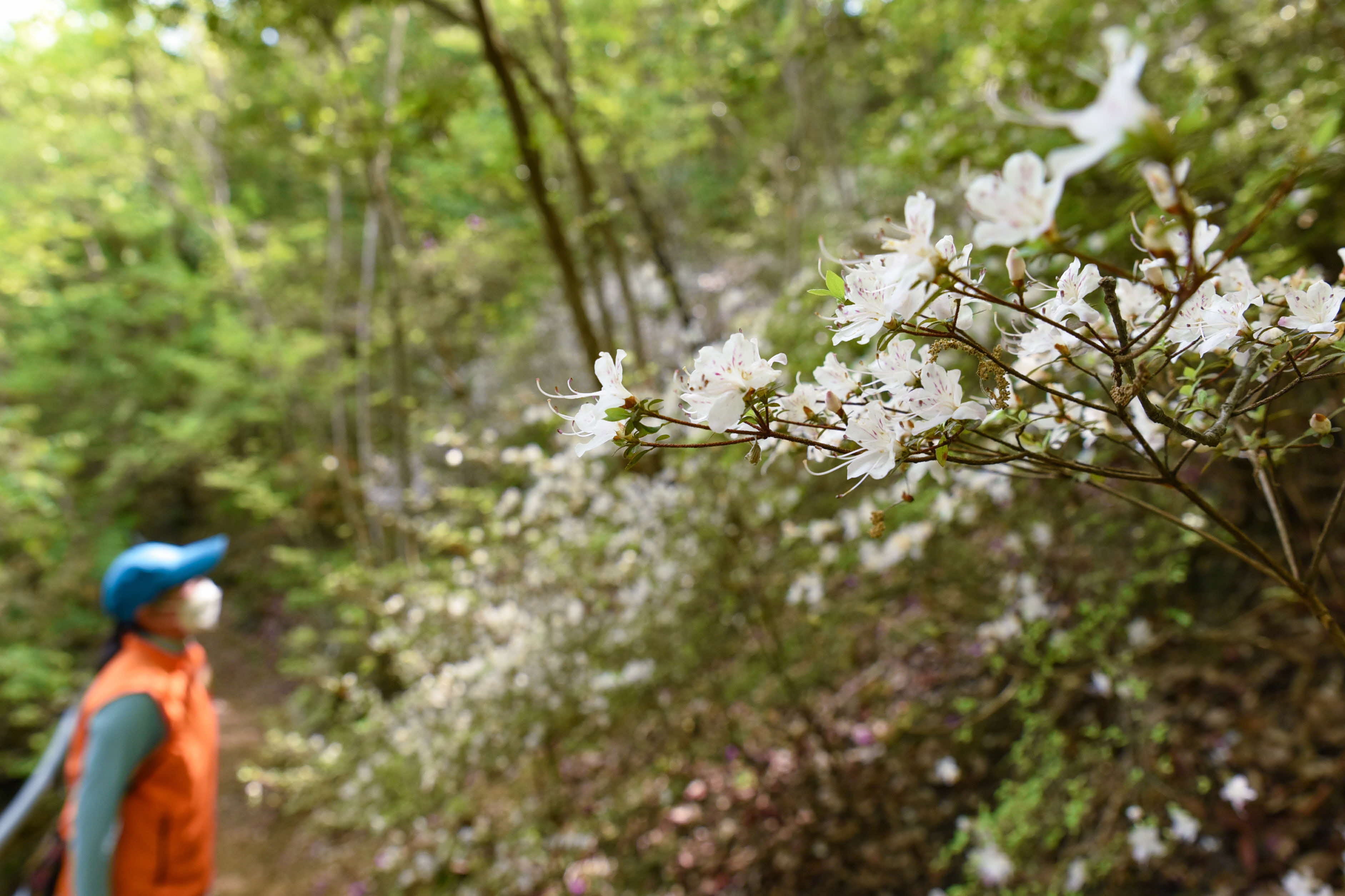 シロバナウンゼンツツジ