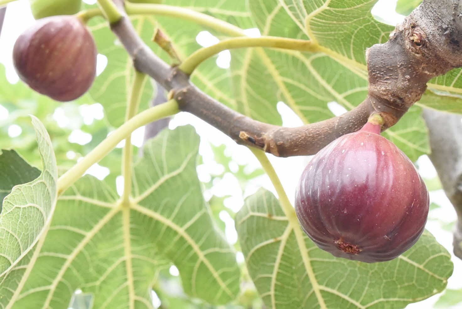 川西産いちじく「朝採りの恵み」