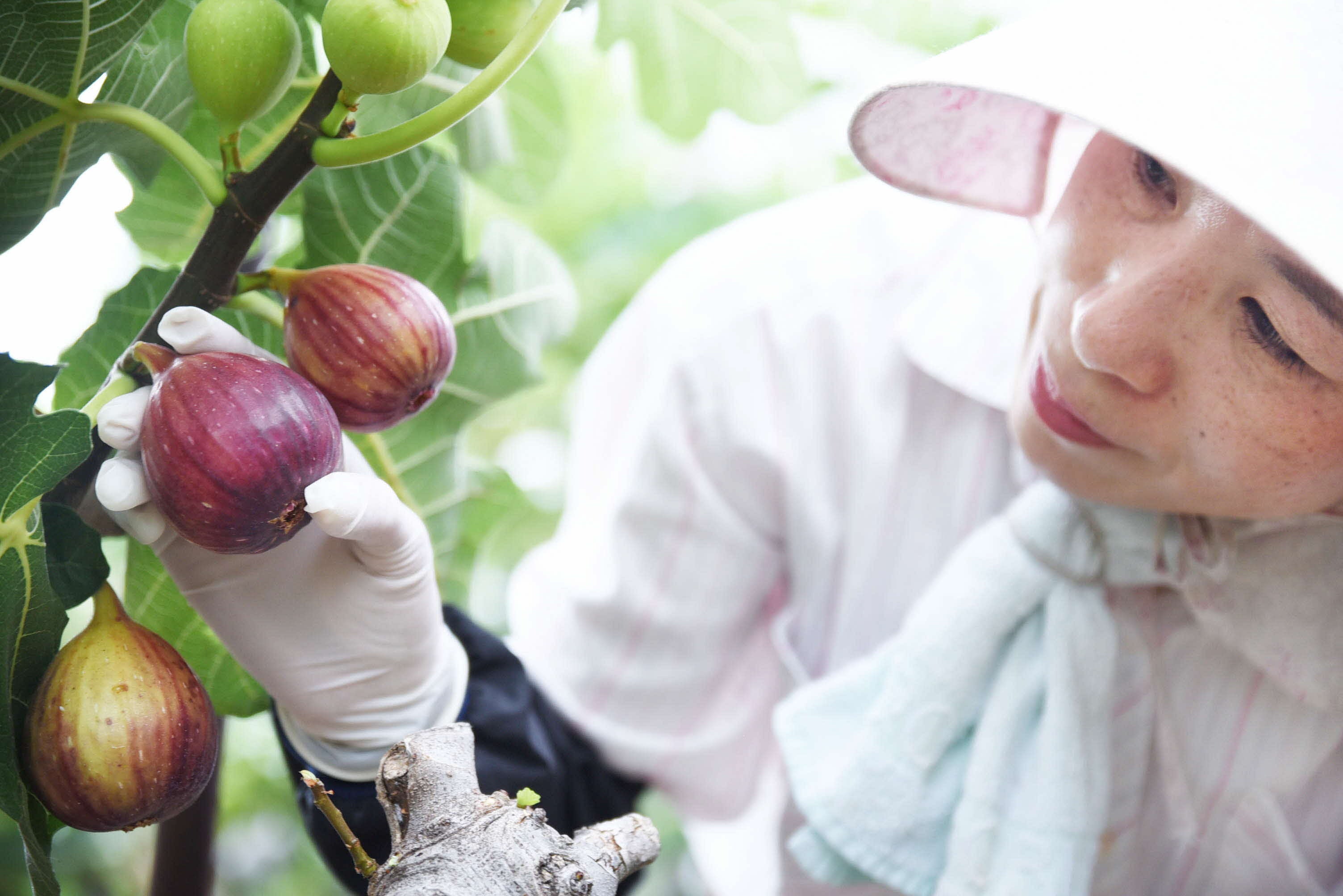 川西産いちじく「朝採りの恵み」