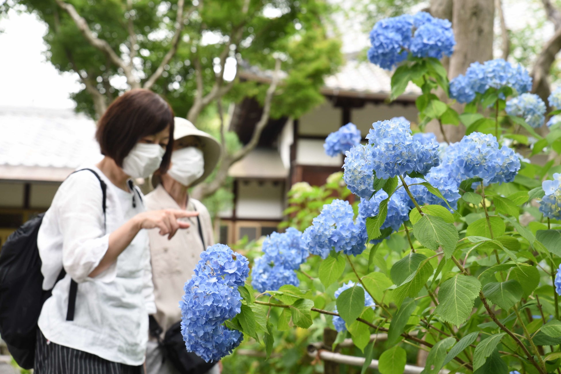 川西市 賴光寺 あじさい寺 境内一面の紫陽花にうっとり 川西市のプレスリリース 川西市 賴光寺 あじさい寺 境内一面の紫陽花にうっとり 川西市のプレスリリース