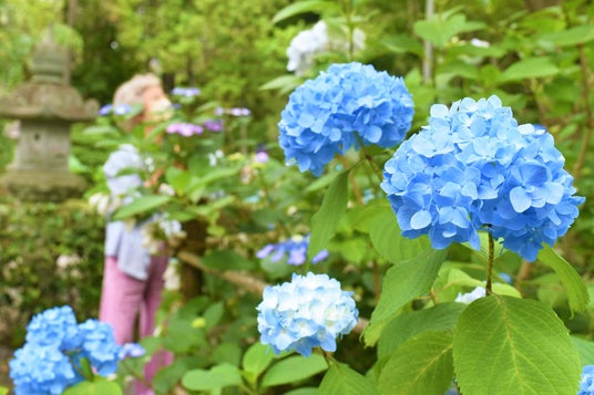 「あじさい寺」祥雲山賴光寺のアジサイ これから見ごろ / 兵庫県川西市 「あじさい寺」祥雲山賴光寺のアジサイ これから見ごろ / 兵庫県川西市