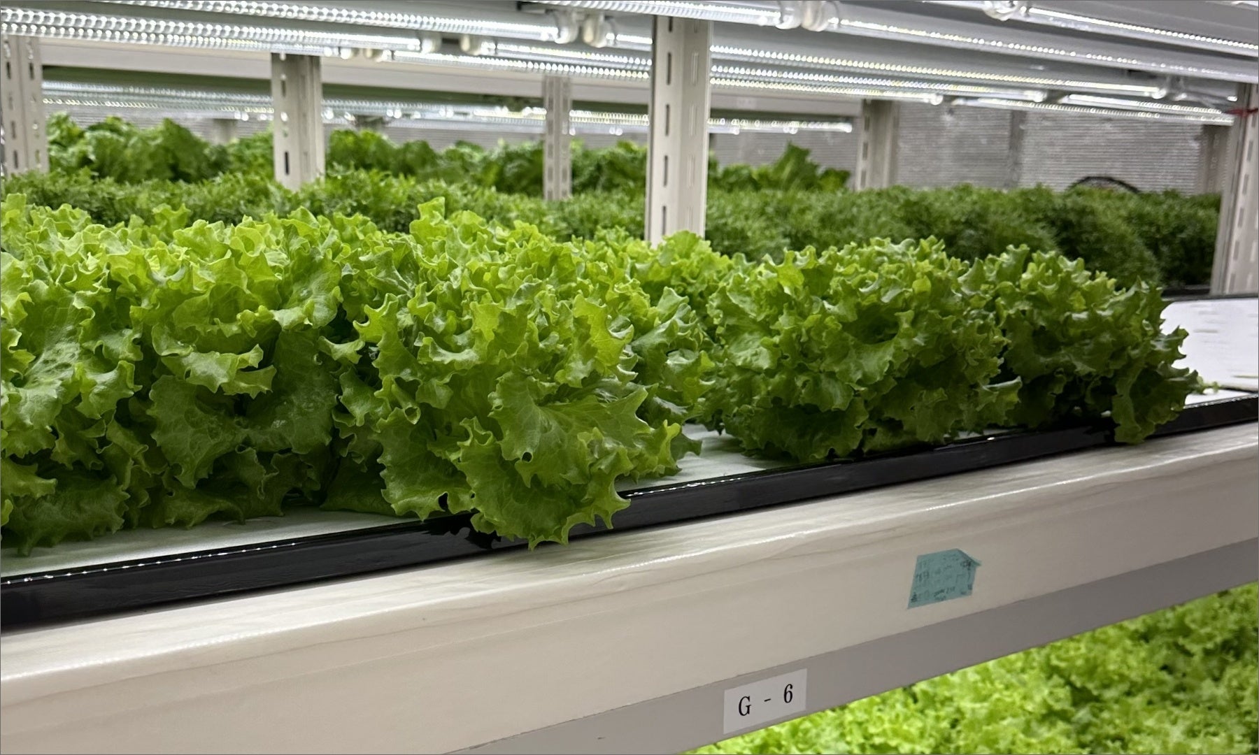 コープ野菜 ここ菜が作られている水耕栽培